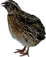 Female Quail
