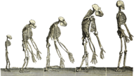 The Evolution Of Man