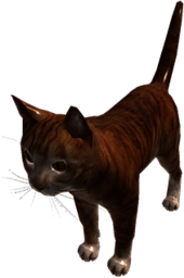 Roblox Ginger Cat