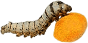 Silkworm With Cocon