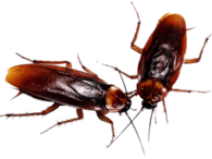 A Couple Of Cockroaches