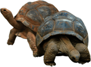 Two Tortoises