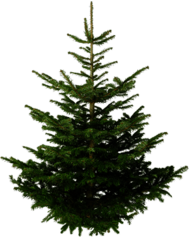 Isolated Fir Tree