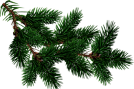 Branch Fir Tree