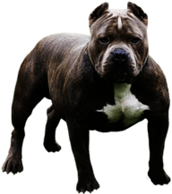 Pitbull Looking At You