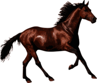 Brown Race Horse