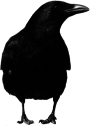 Crow Large Front