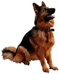 Large German Shepherd