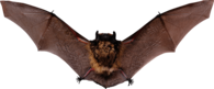 Small Bat Open Wings