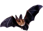Little Bat Flying