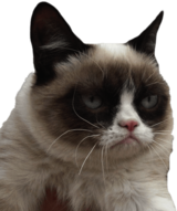 Grumpy Cat I Dare You