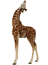 Giraffe Up