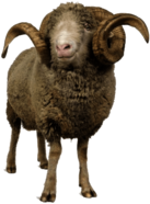 Sheep With Horns