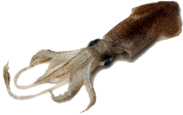Squid