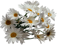 Camomile Bush Group