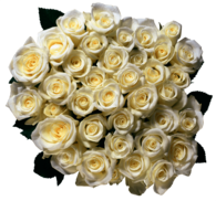 Bouquet Of White Roses