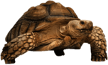 Tortoise On Beach