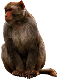 Monkey Sitting