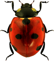 Top Ladybug