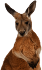 Kangaroo Close Up