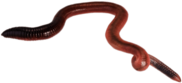 Earth Worm