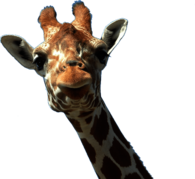Giraffe Face
