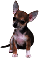 Chihuahua Small