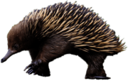 Echidna