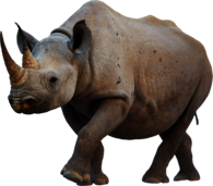 Rhino Walking