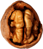 Walnut With Visible Kernel