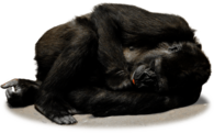 Gorilla Resting