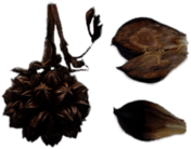 Nipa Seeds