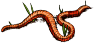 Earth Worm Drawing