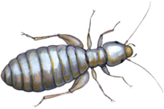 Louse Illustration