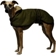 Greyhound Wearing A Coat