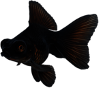 Black Goldfish
