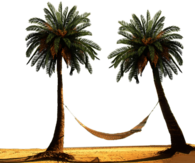 Hammock Between Palm Trees