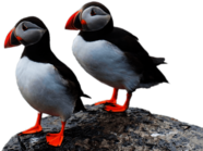Two Puffins on A Rock