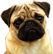 Pug Face