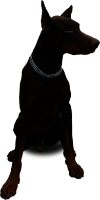 Doberman Sitting