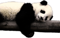 Panda Resting on Log