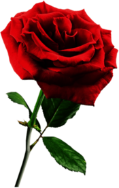 Red Rose