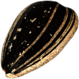 Sunflower Seed In Shell