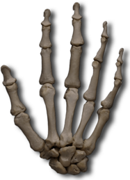 Carpal Bones