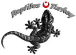 Reptiles Turkey