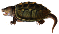 Snapping Turtle Illustration