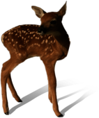 Baby Deer Standing