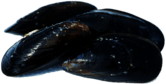 Closed Mussels