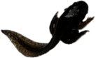 Black Tadpole