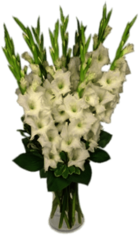 White Gladiolus In Vase